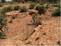 地域植生の衰退によりむき出しになってしまった土地では、雨水による浸食が発生している。